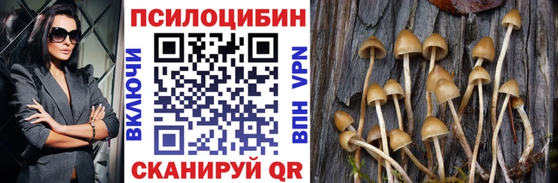 Купить где  Ишим  Псилоцибиновые грибы Psilocybe 